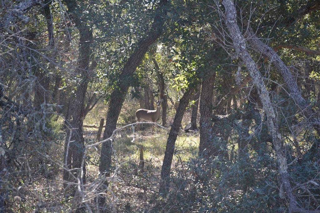 22.59 acres in Gillespie County - photo 11