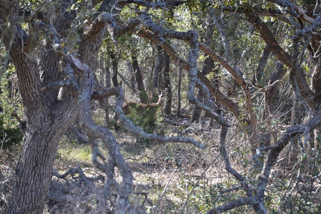22.59 acres in Gillespie County - photo 7