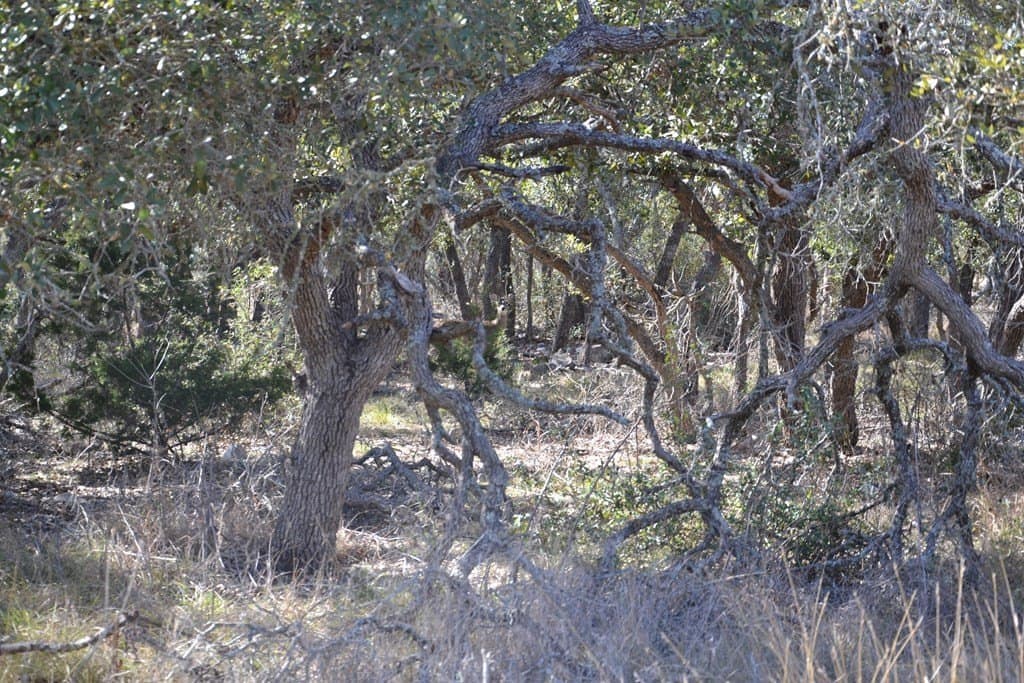 22.59 acres in Gillespie County - photo 6