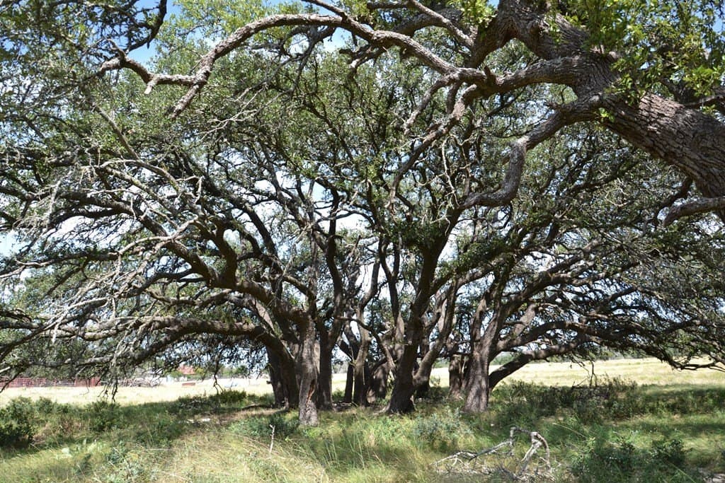 22.59 acres in Gillespie County - photo 26