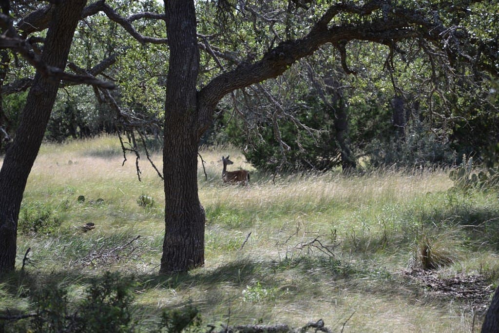 22.59 acres in Gillespie County - photo 18