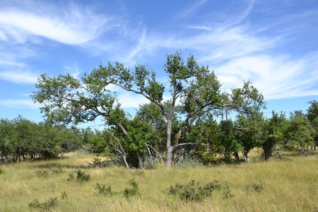 22.59 acres in Gillespie County - photo 29
