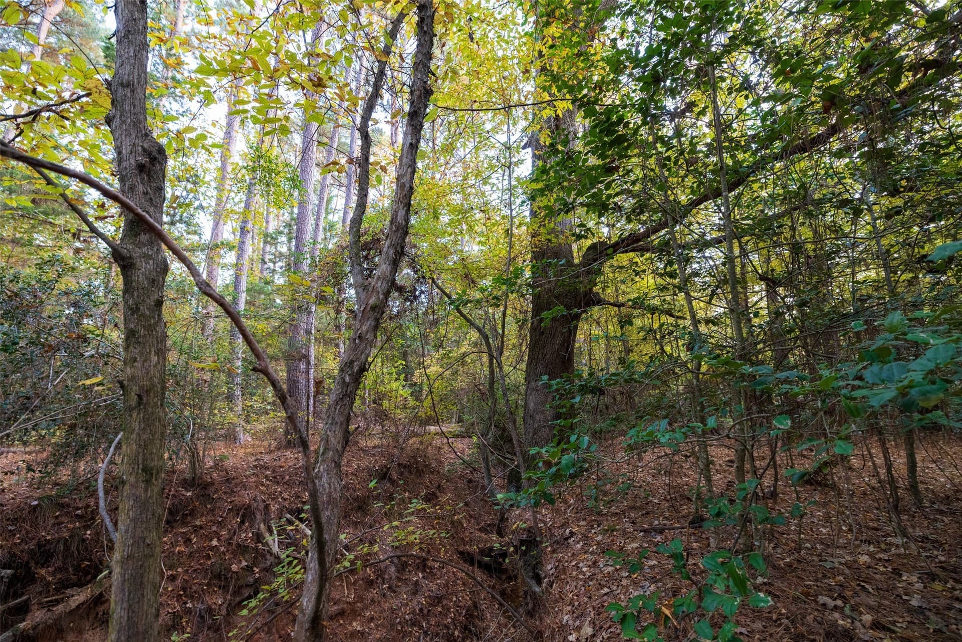 36.91 acres in Cherokee County - photo 16