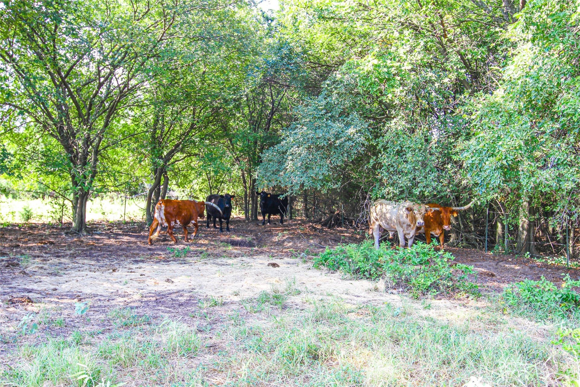 73.19 acres in Montague County - photo 22