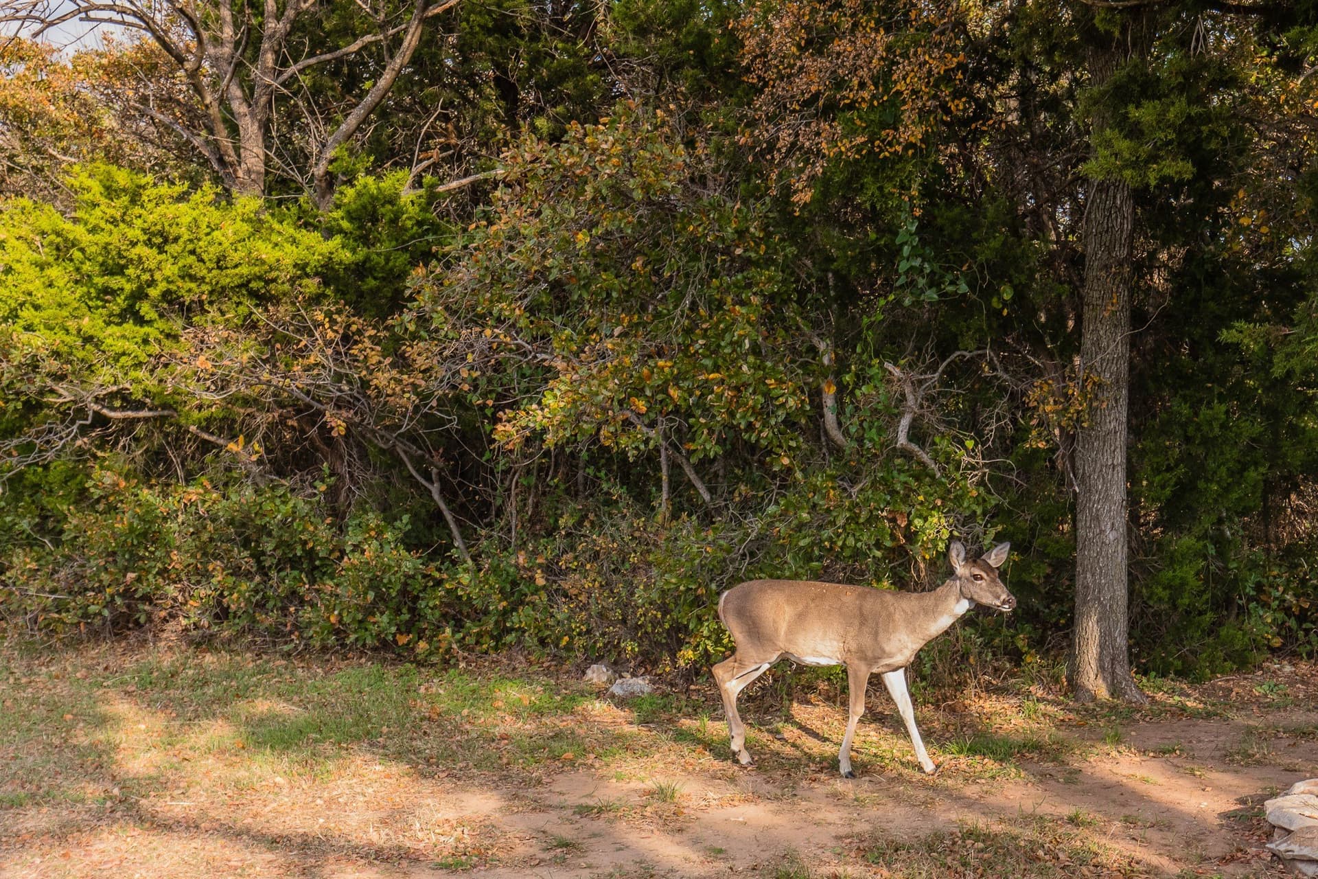 0.25 acres in Palo Pinto County gallery image 4