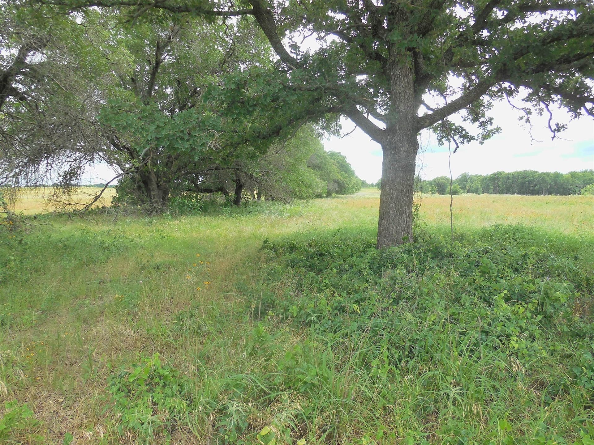 10.1 acres in Eastland County - photo 3