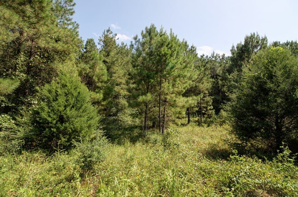 14.63 acres in Texas County featured view