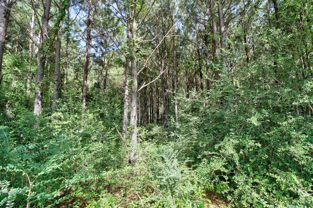 14.63 acres in Texas County gallery image 4