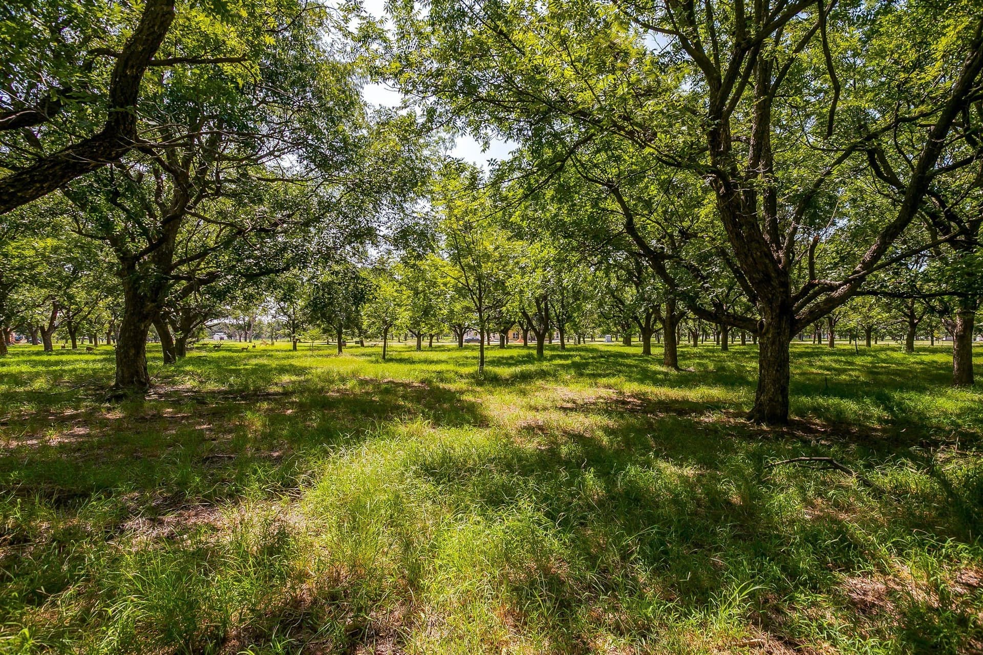 1.54 acres in Hood County - photo 16