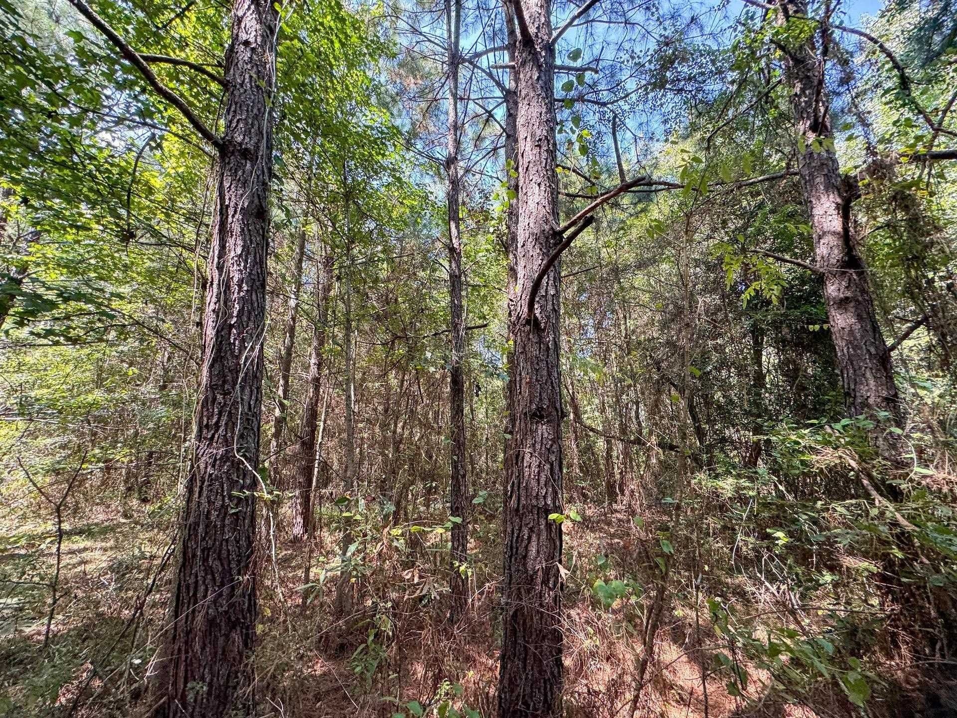 22.08 acres in Marion County - photo 17