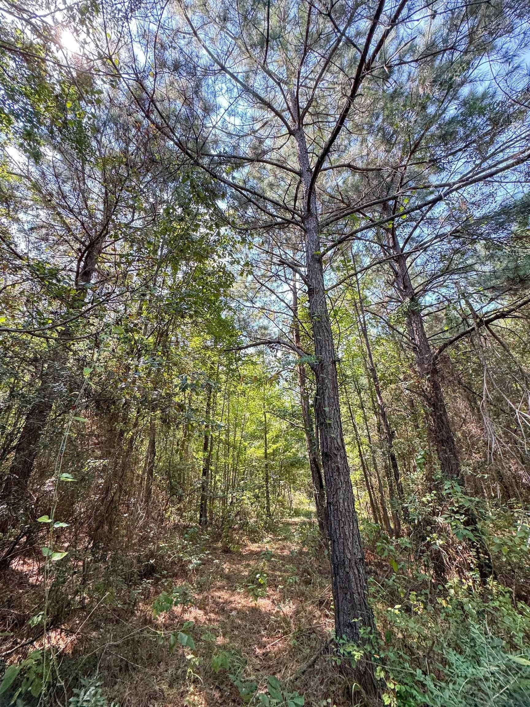 22.08 acres in Marion County - photo 15