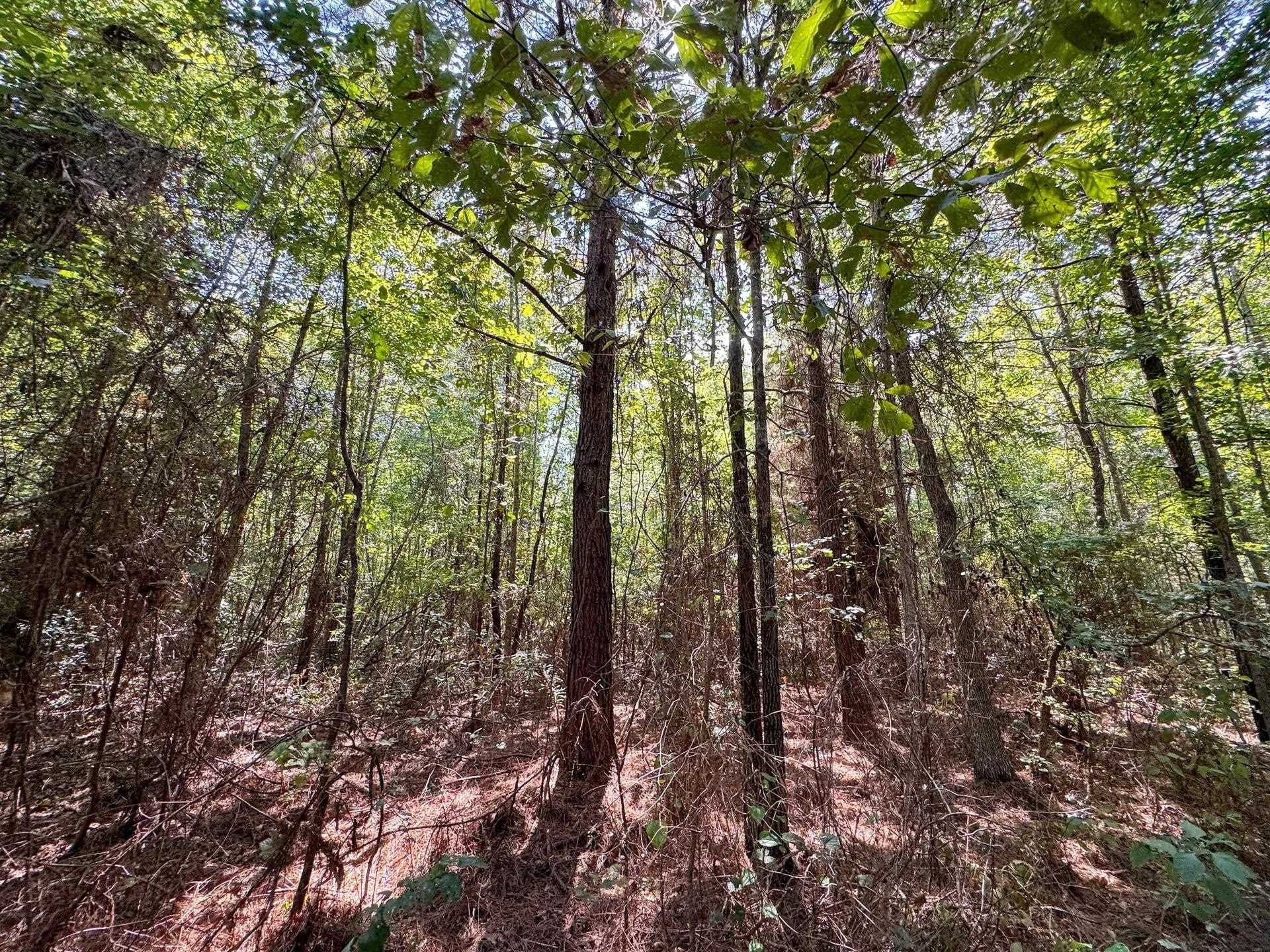 22.08 acres in Marion County - photo 16