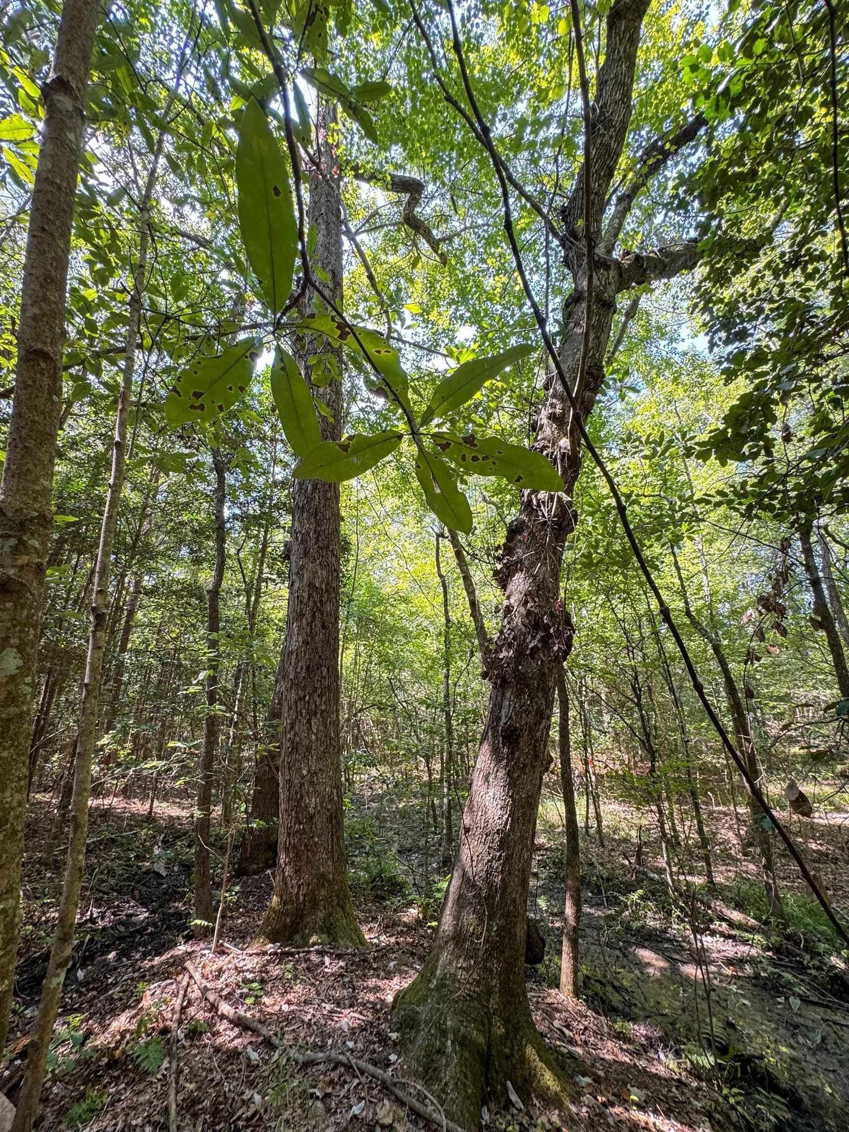 22.08 acres in Marion County - photo 22