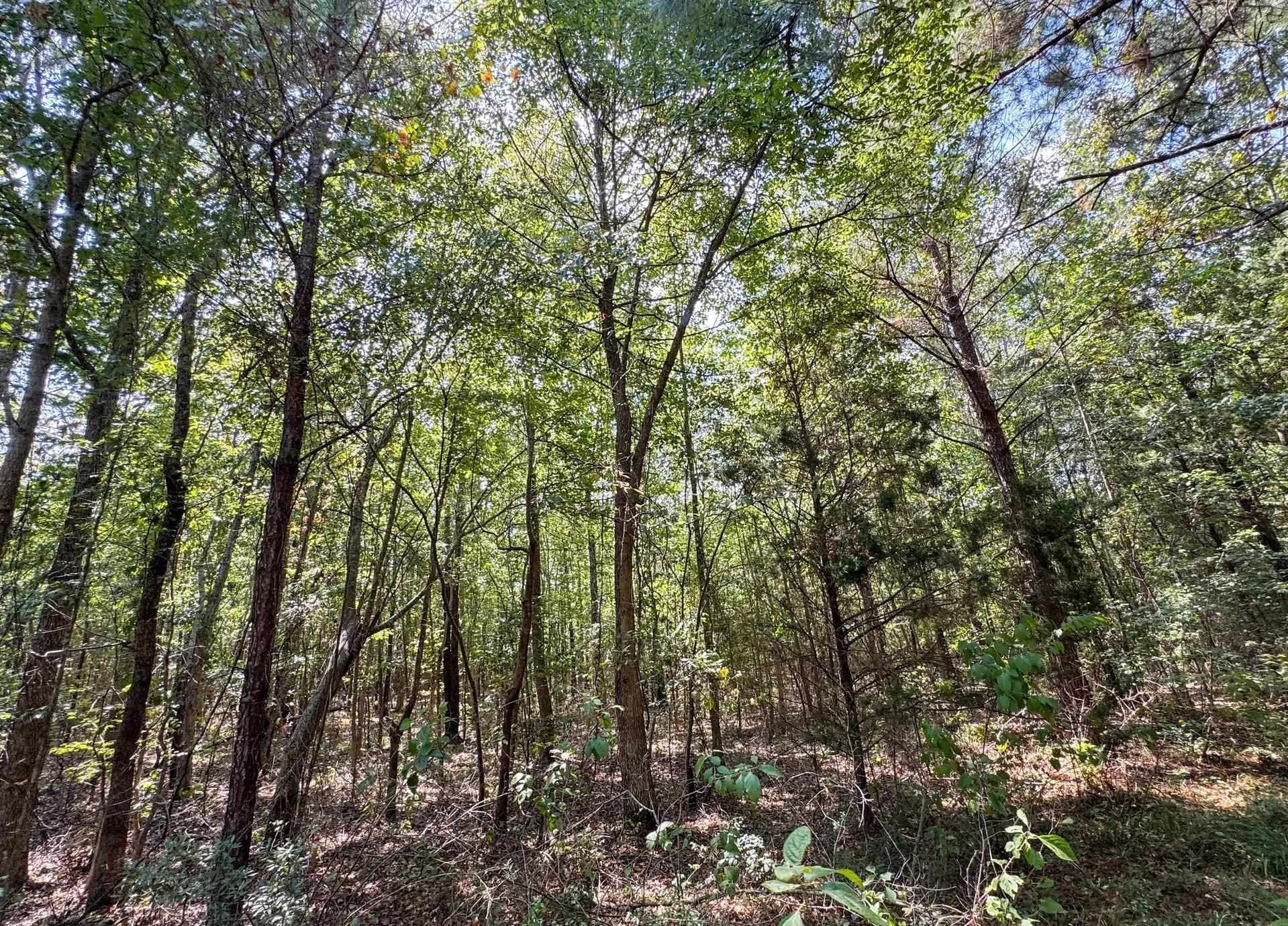 22.08 acres in Marion County - photo 18