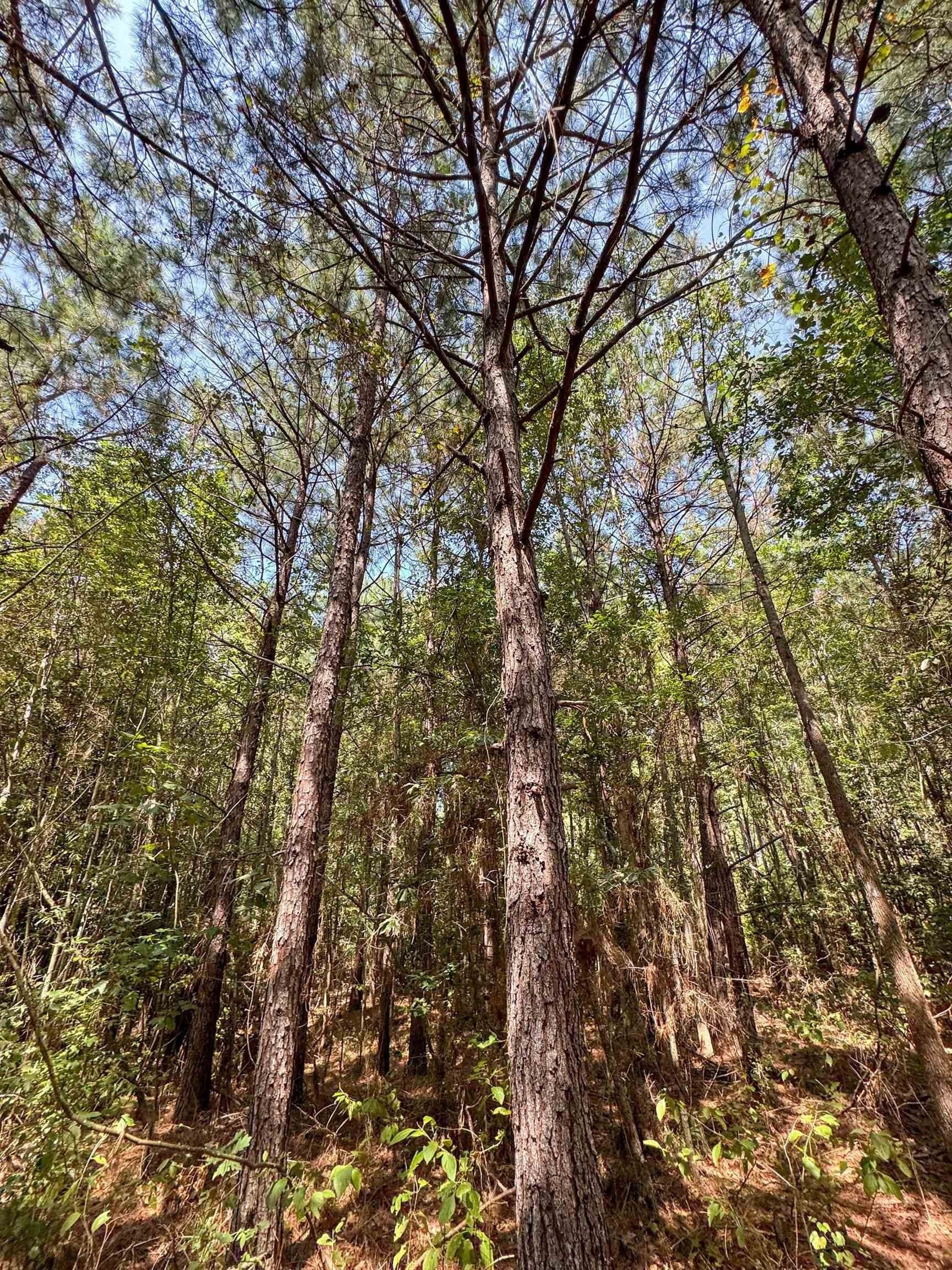 22.08 acres in Marion County - photo 19