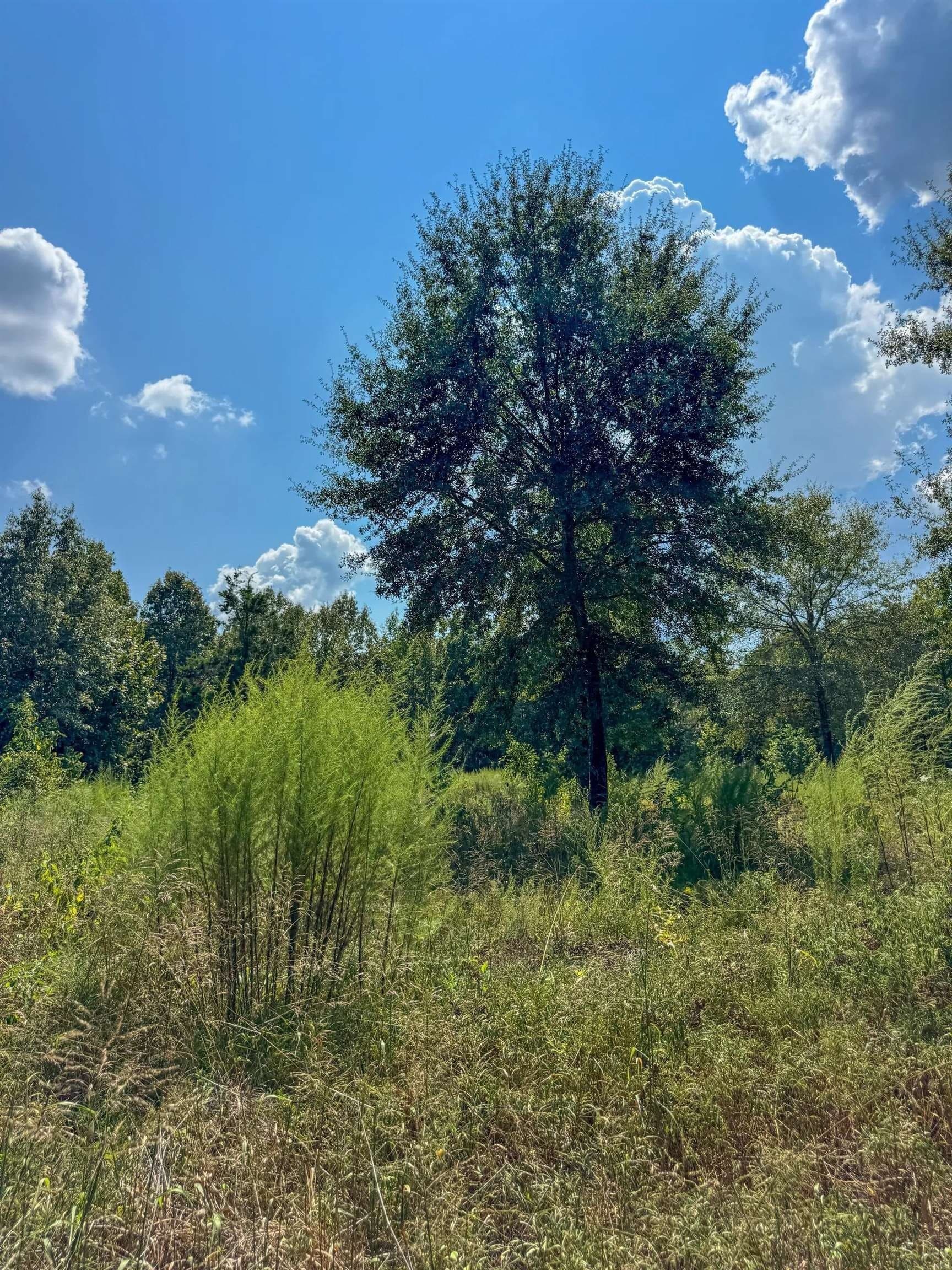 22.08 acres in Marion County - photo 26