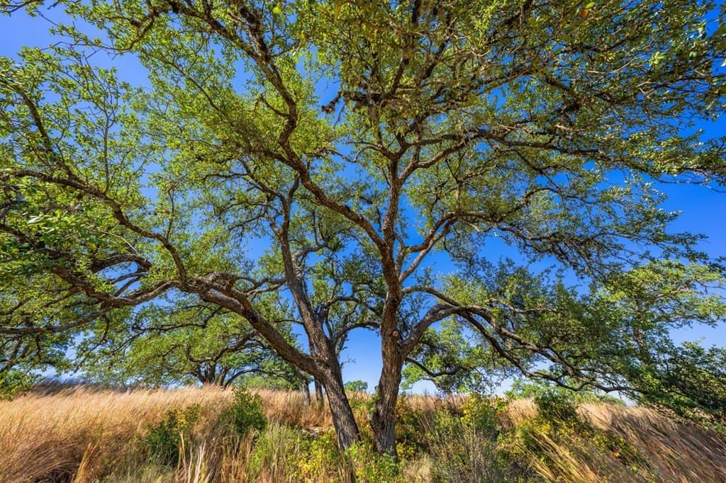 5.08 acres in Blanco County - photo 19