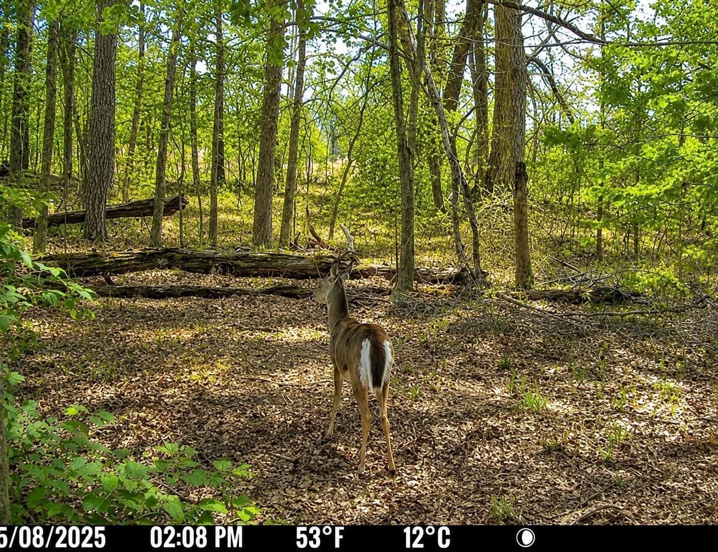 111.7 acres in Wood County gallery image 4