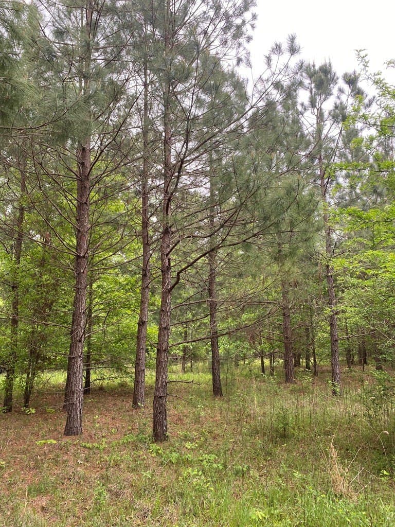 10.08 acres in Texas County gallery image 2