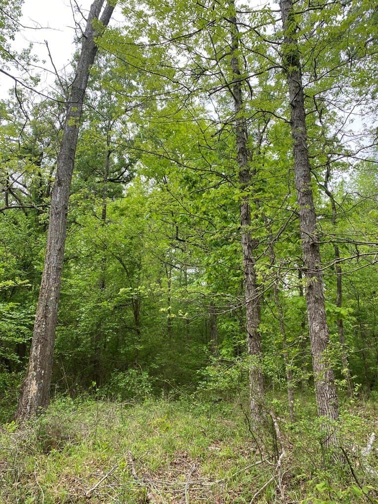 10.08 acres in Texas County gallery image 4