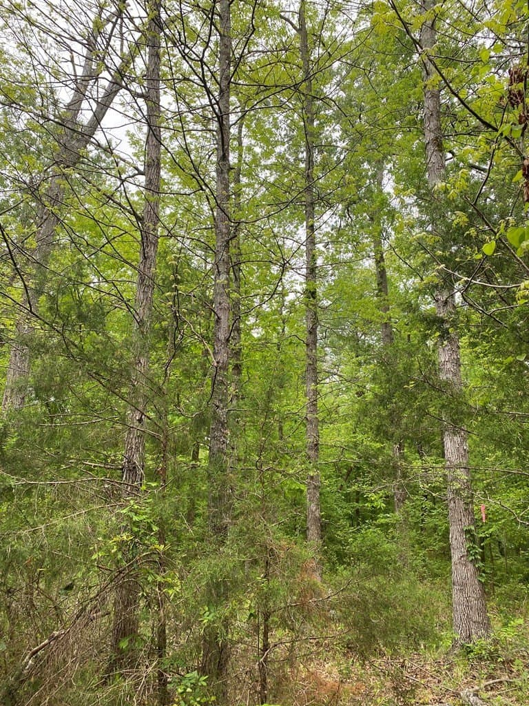 10.08 acres in Texas County featured view