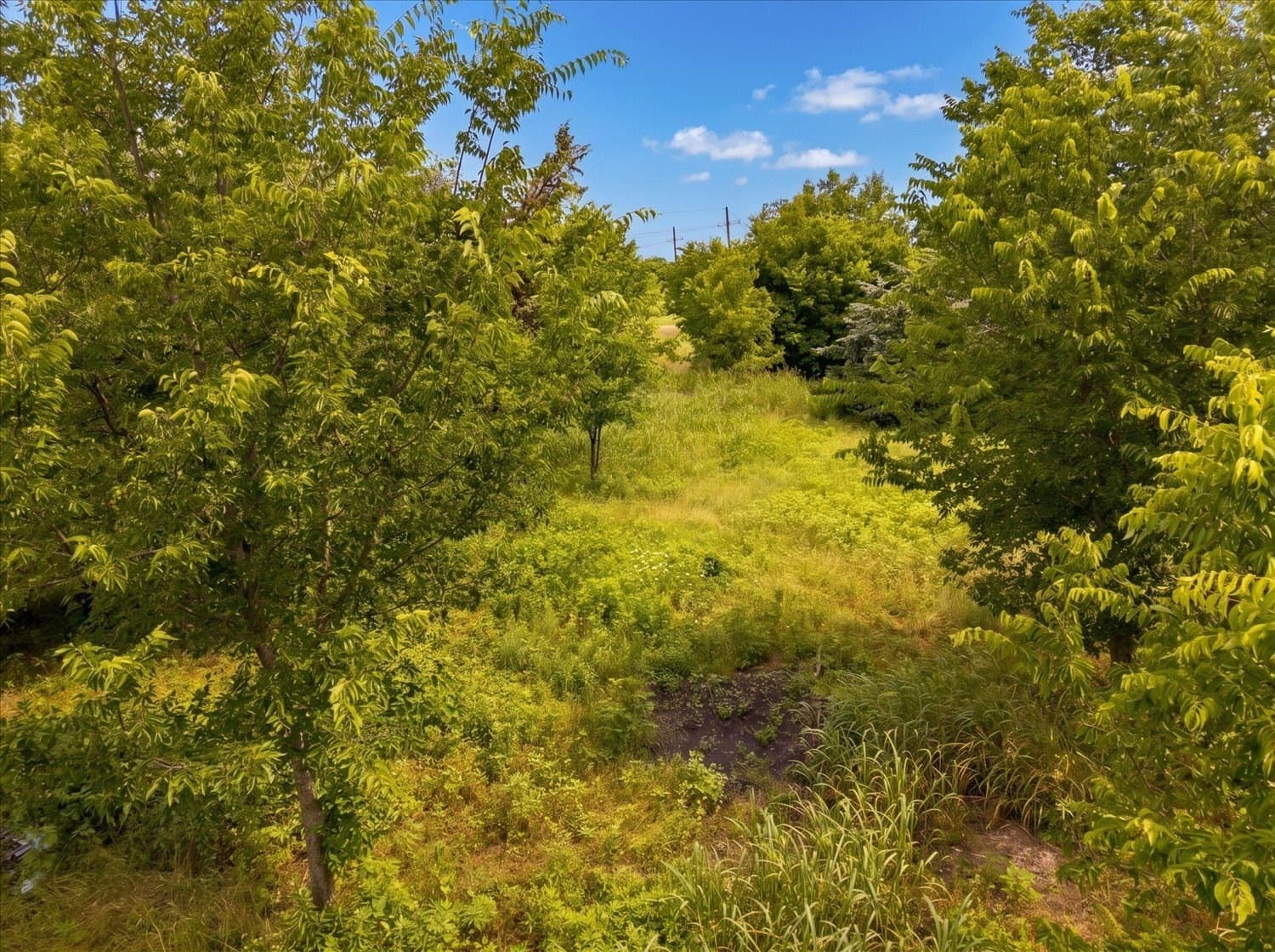 1 acres in Hunt County gallery image 3