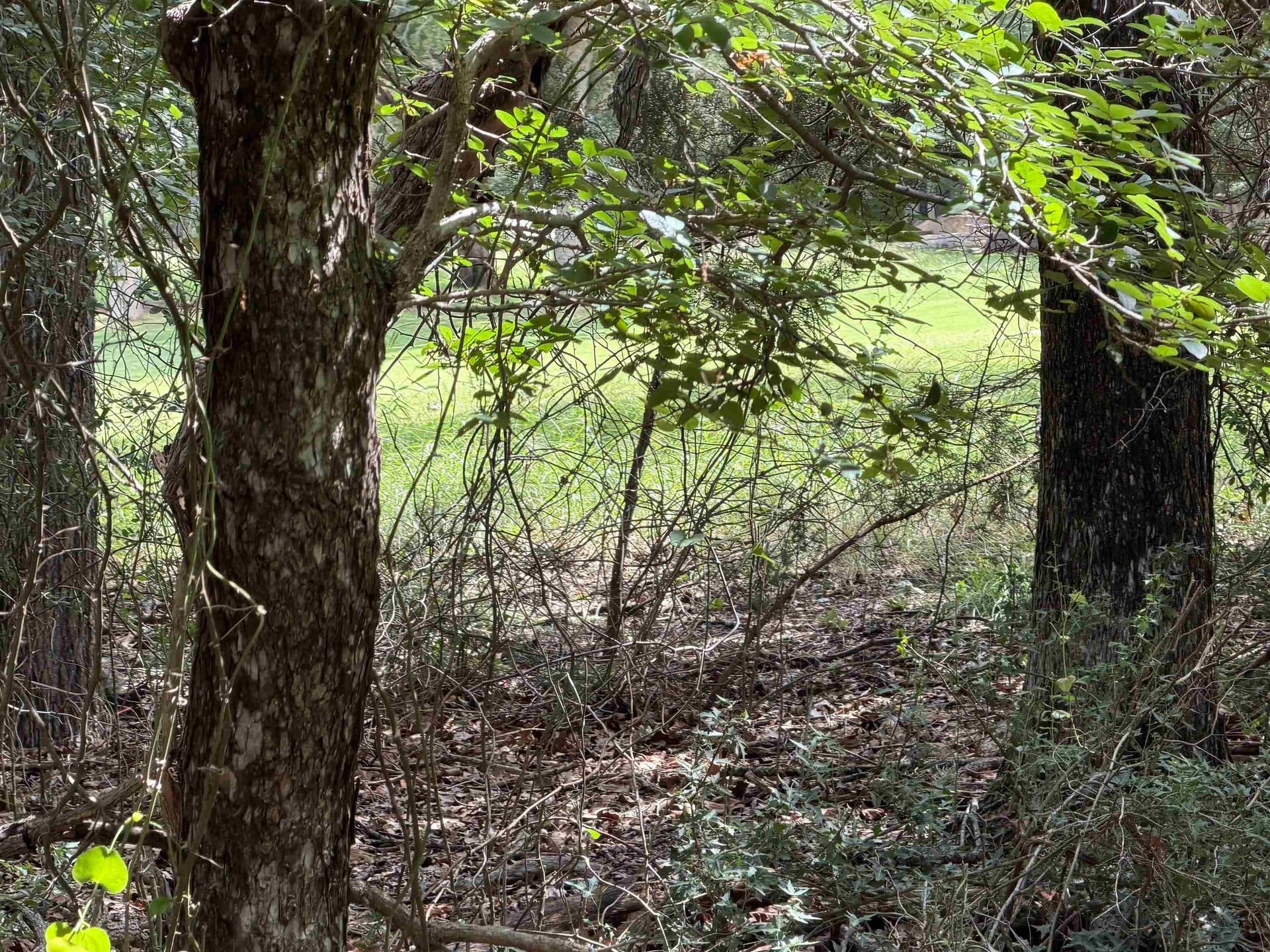 0.3 acres in Llano County - photo 24