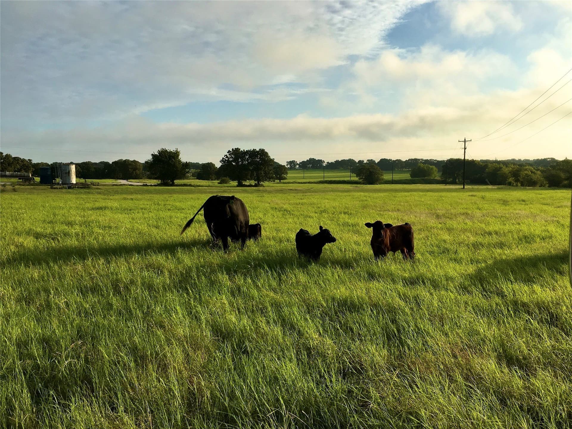 11.73 acres in Montague County - photo 3
