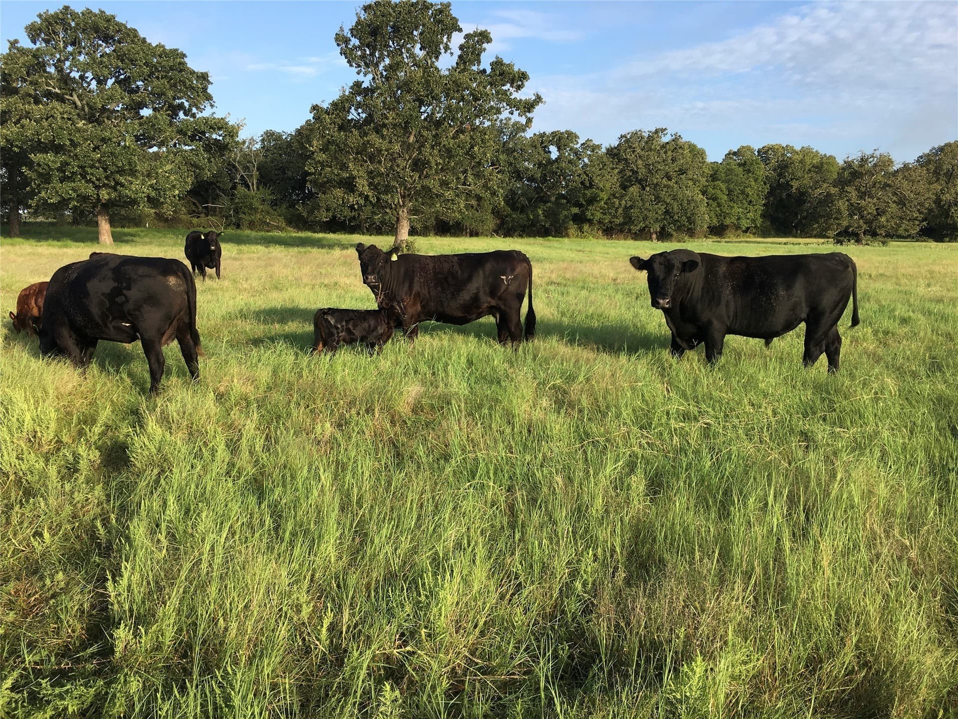 11.73 acres in Montague County - photo 28