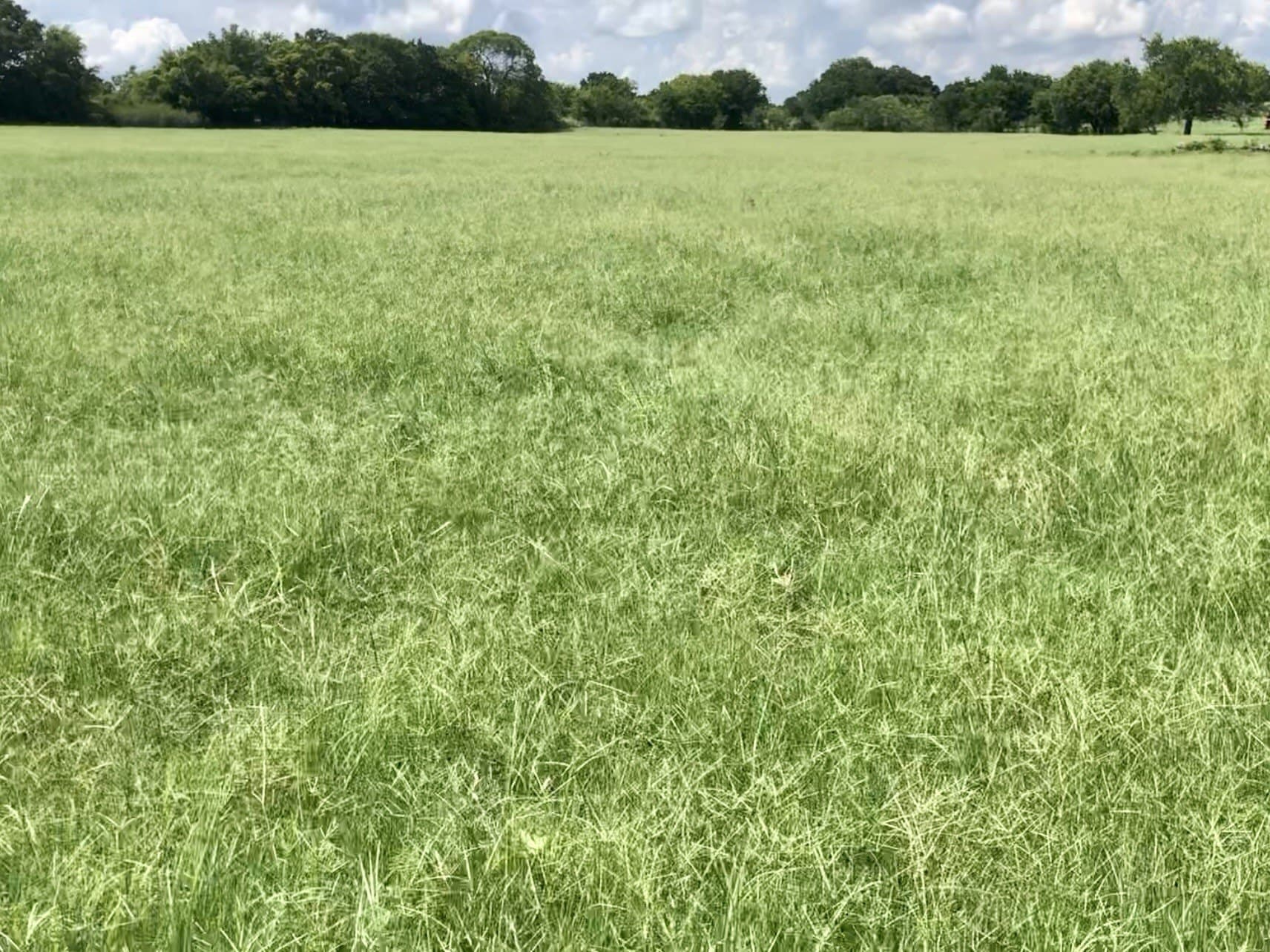 11.73 acres in Montague County - photo 4