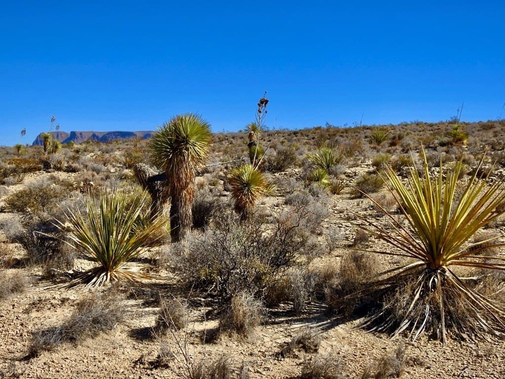 40 acres in Brewster County gallery image 4