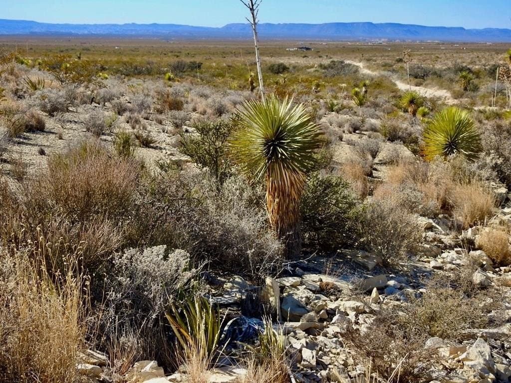 40 acres in Brewster County gallery image 2