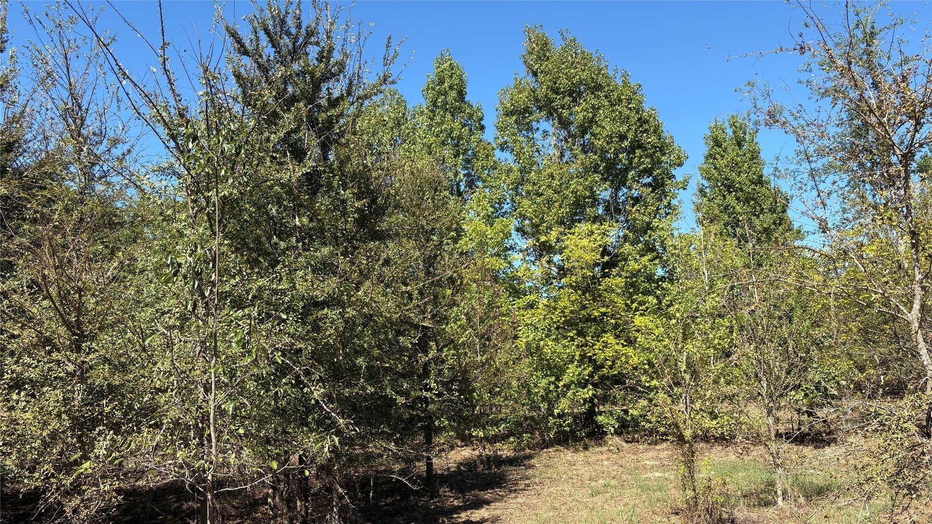 3.52 acres in Wood County - photo 14