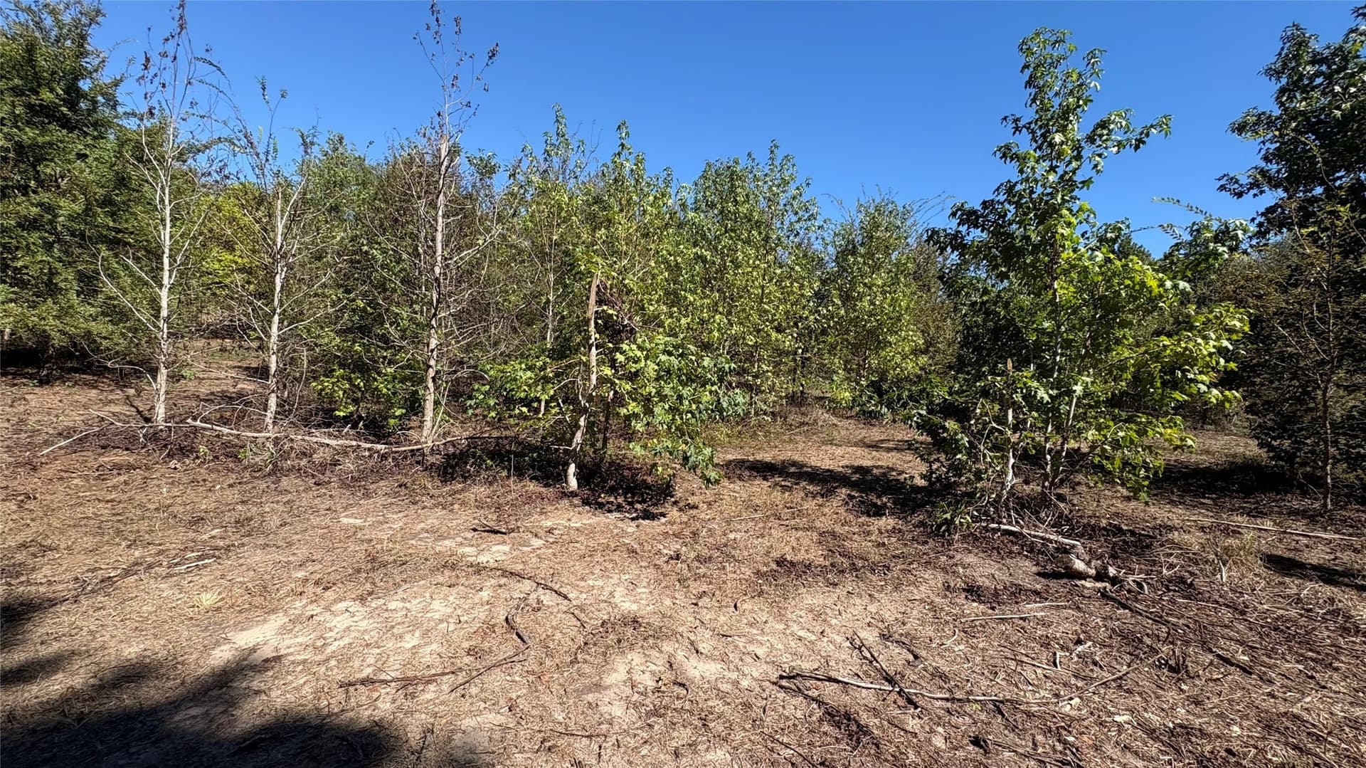 3.52 acres in Wood County - photo 2