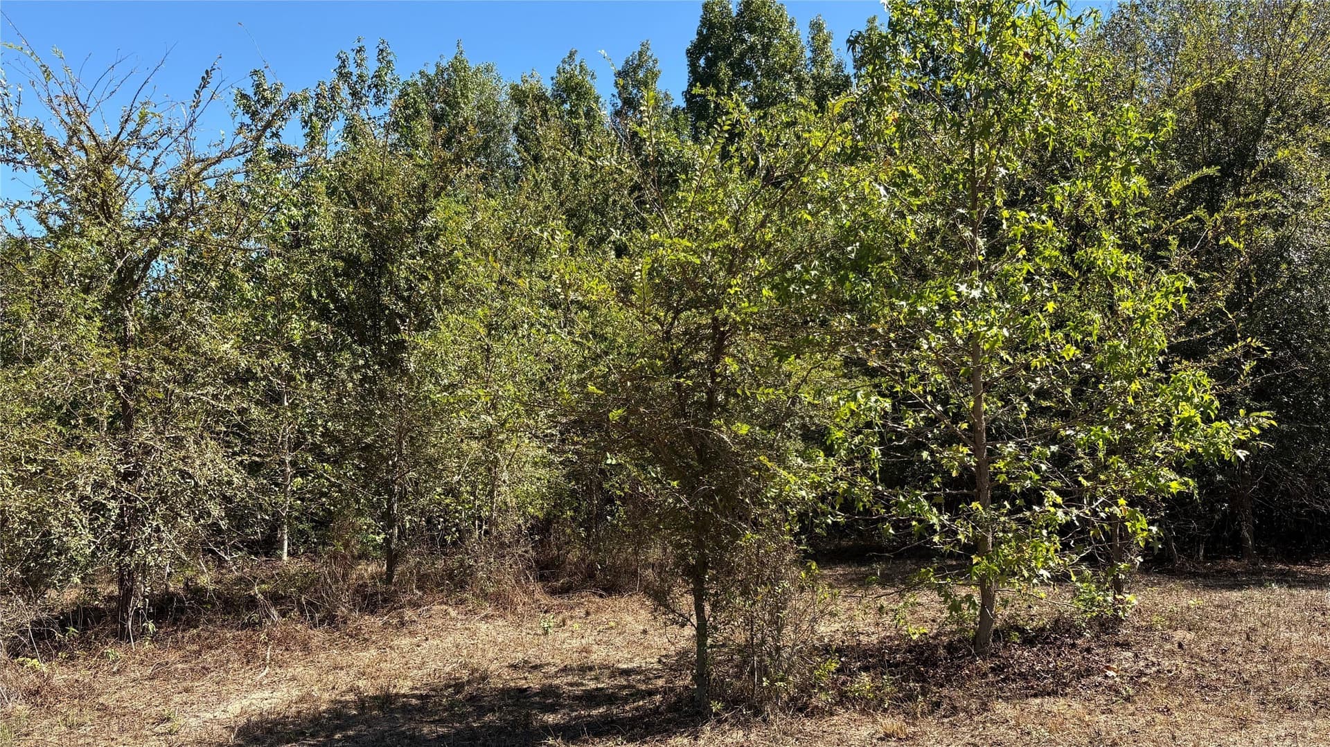 3.52 acres in Wood County - photo 16