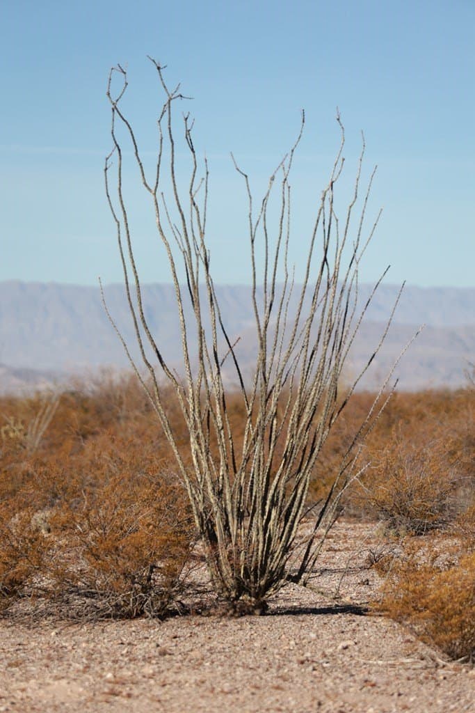 20 acres in Presidio County - photo 19
