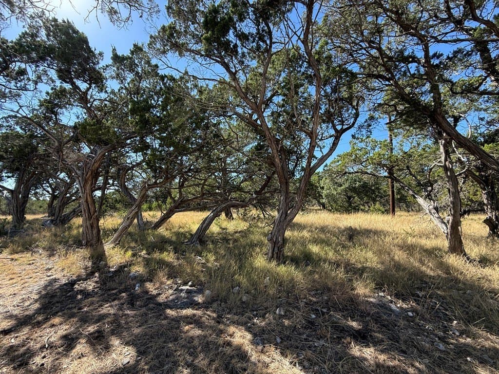 10 acres in Gillespie County - photo 7