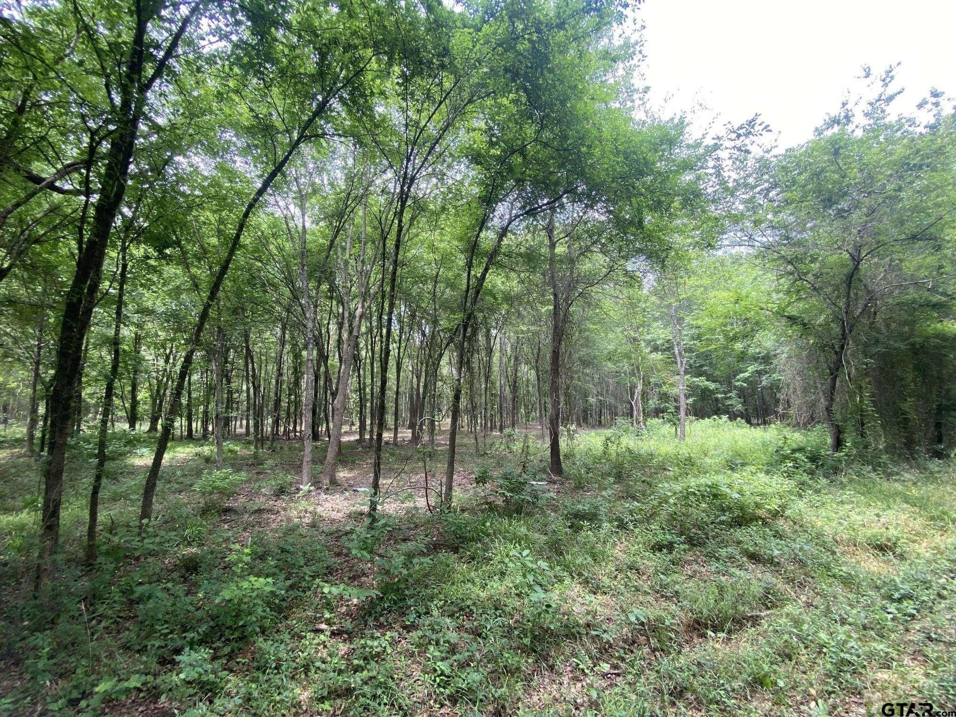 8.52 acres in Titus County gallery image 2