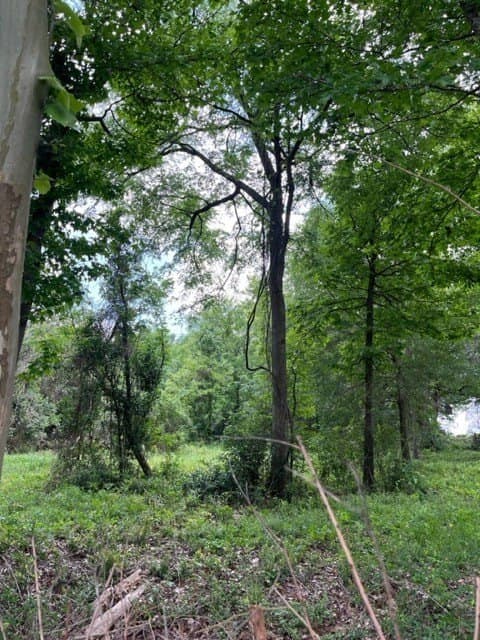 6 acres in Texas County - photo 6