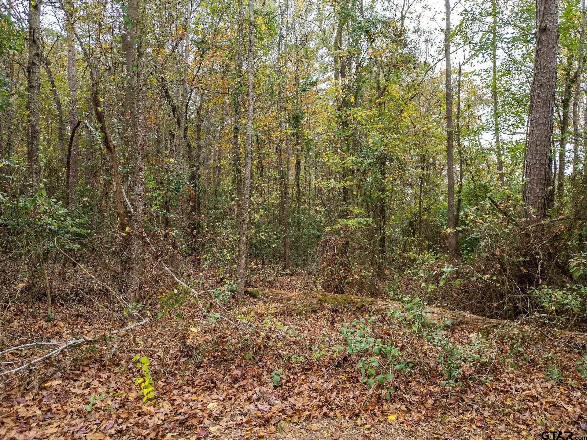 16.88 acres in Upshur County gallery image 3