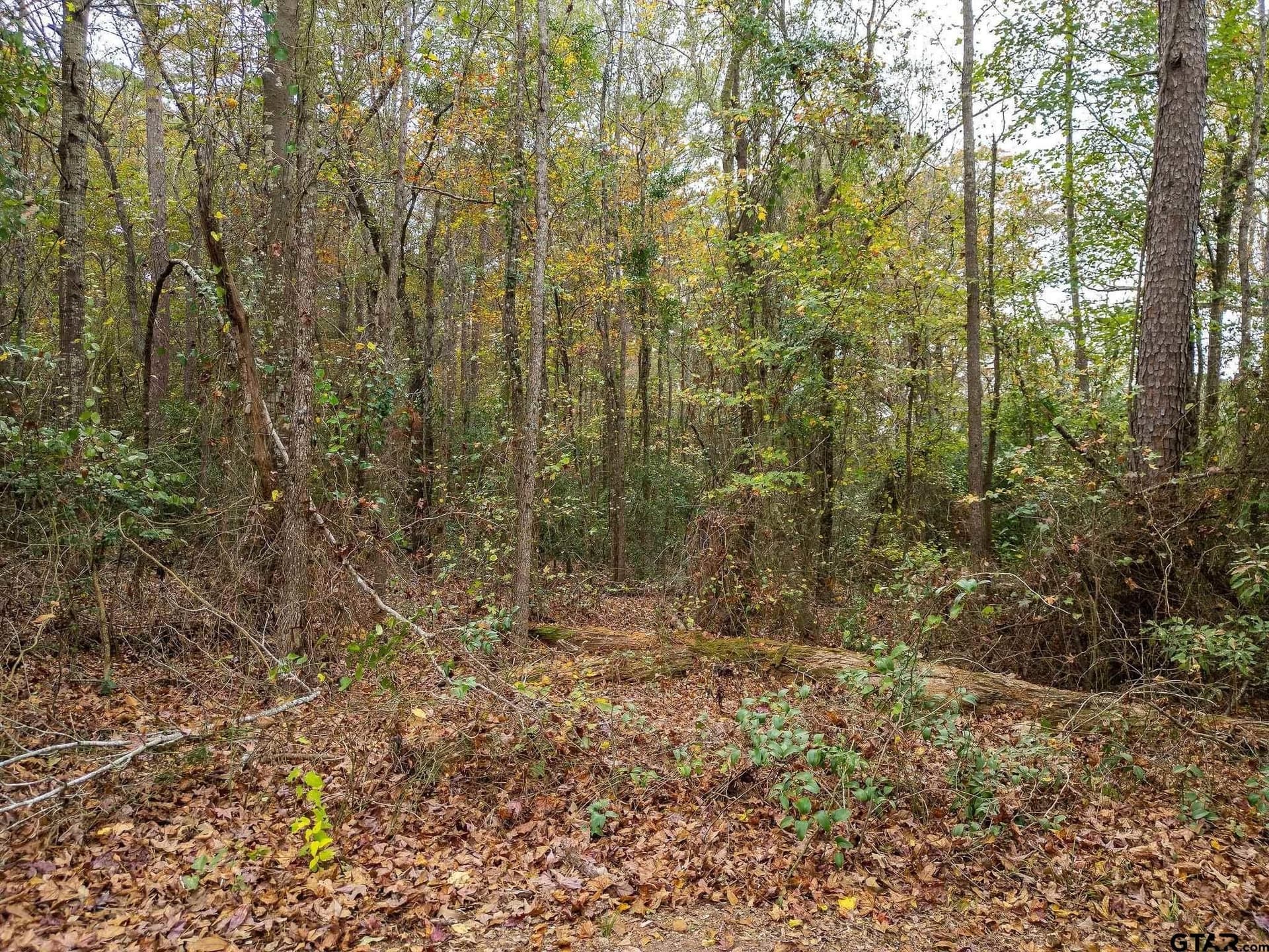 16.88 acres in Upshur County gallery image 4