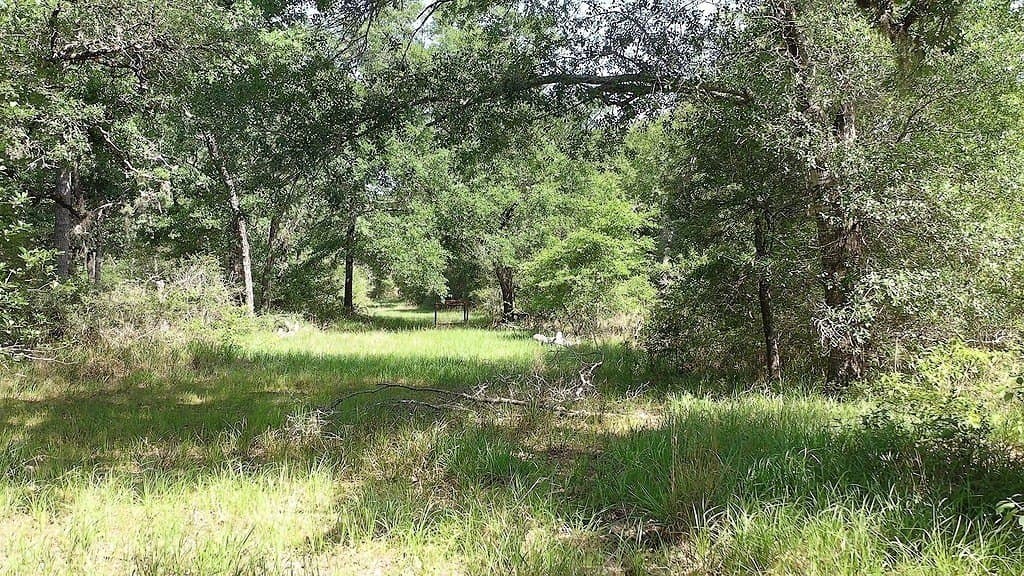 11 acres in Lavaca County gallery image 2