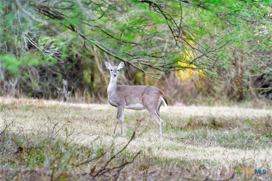 157.17 acres in Victoria County - photo 40