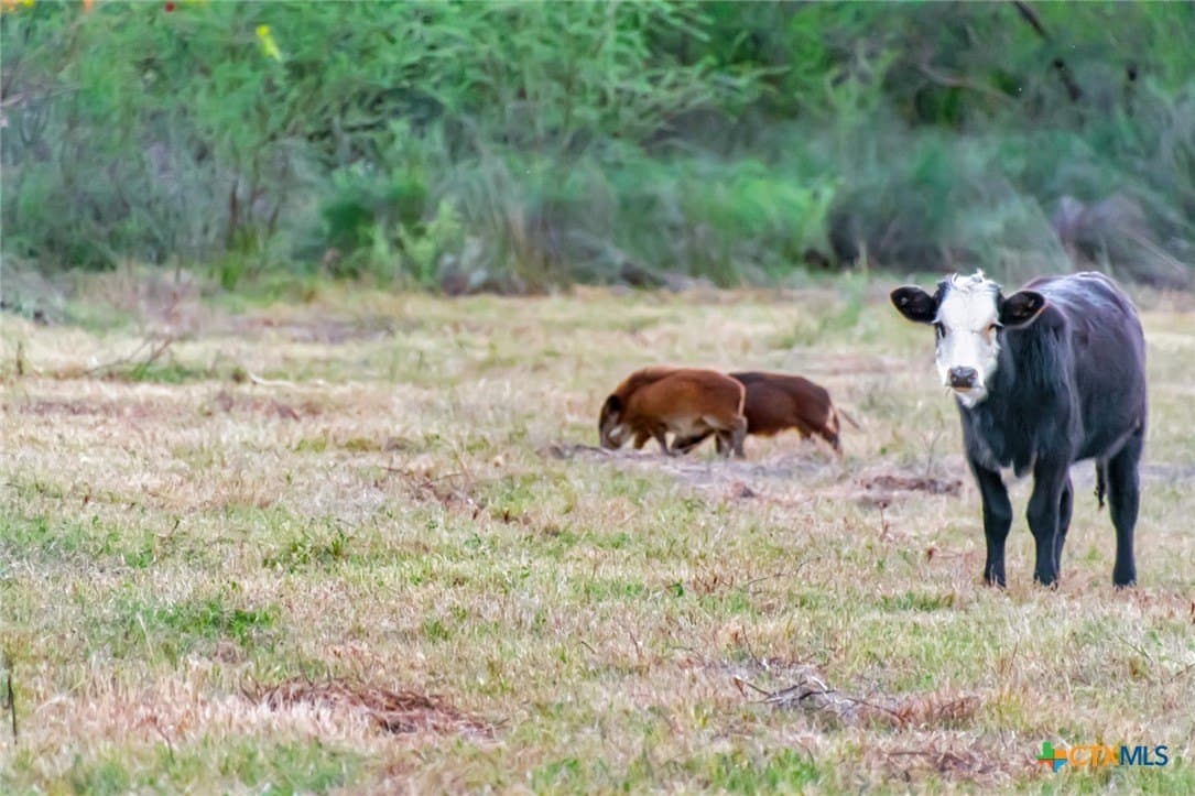 157.17 acres in Victoria County - photo 42