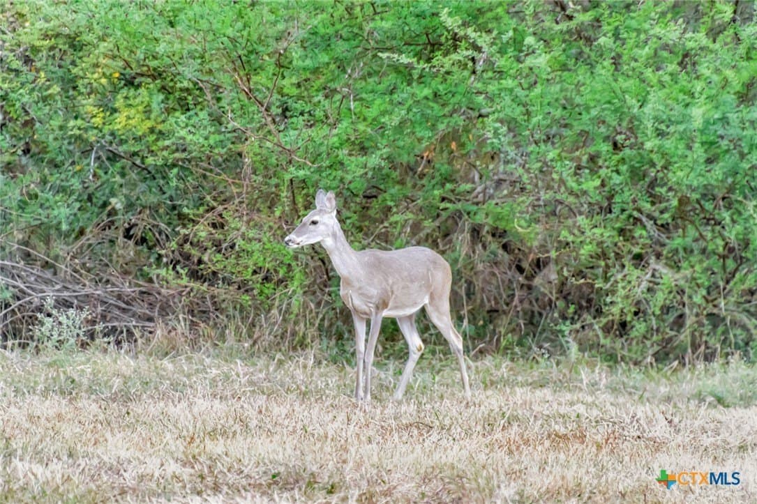 157.17 acres in Victoria County - photo 33