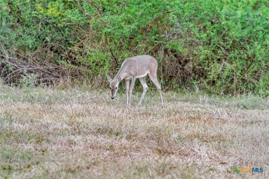 157.17 acres in Victoria County - photo 34