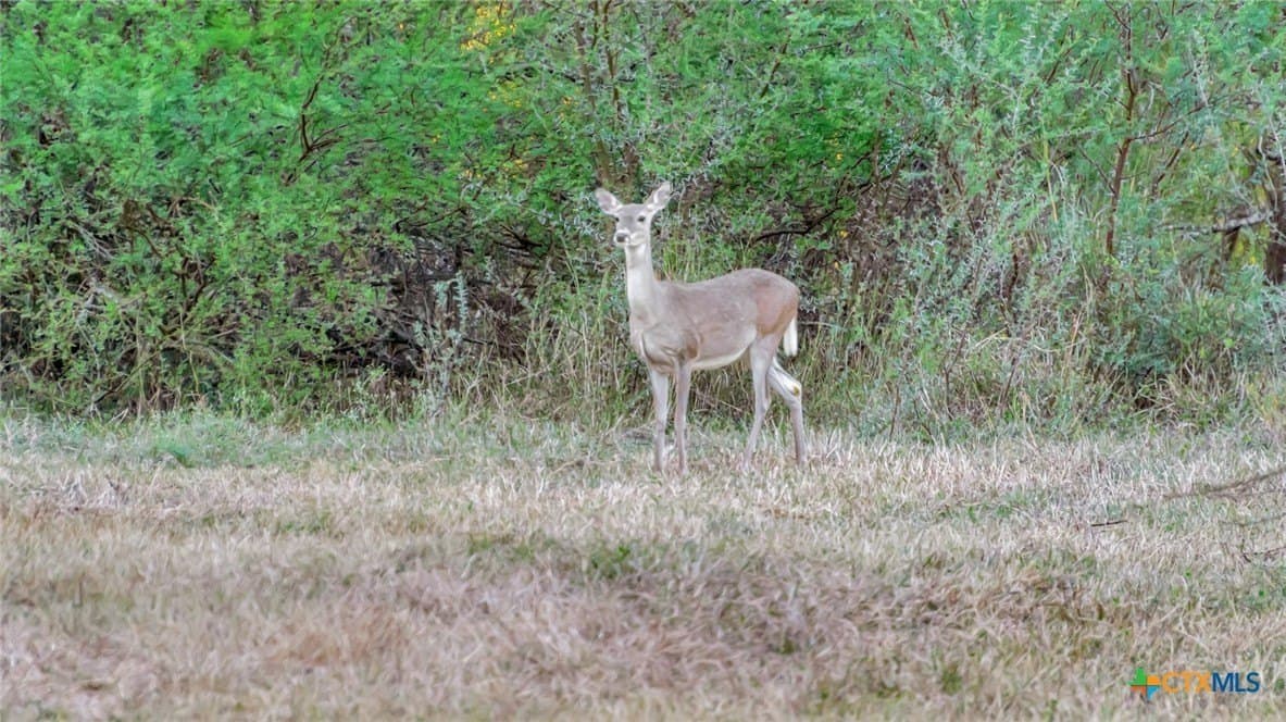 157.17 acres in Victoria County - photo 35