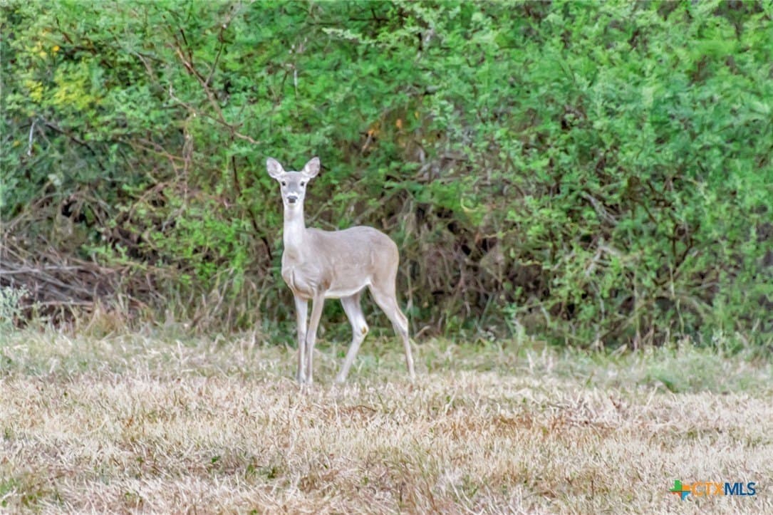 157.17 acres in Victoria County - photo 32