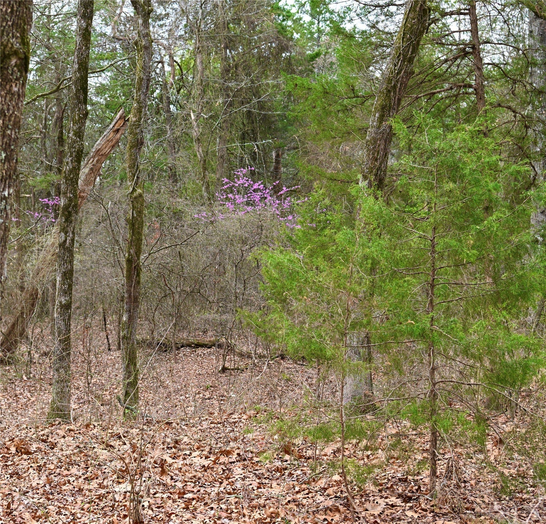 23.19 acres in Fannin County - photo 4
