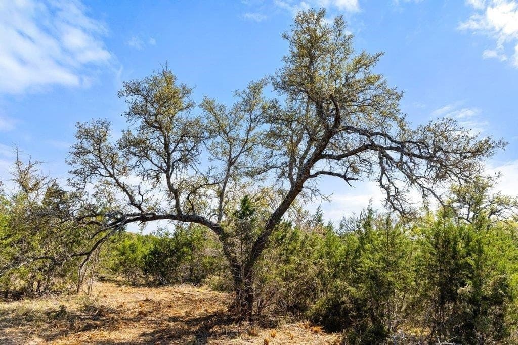 5 acres in Blanco County - photo 21